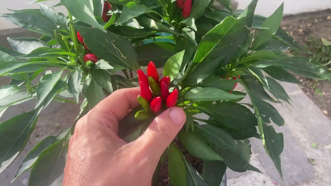 SemiStrani.it - Etna gustoso Peperoncino Siciliano, la pianta e la storia