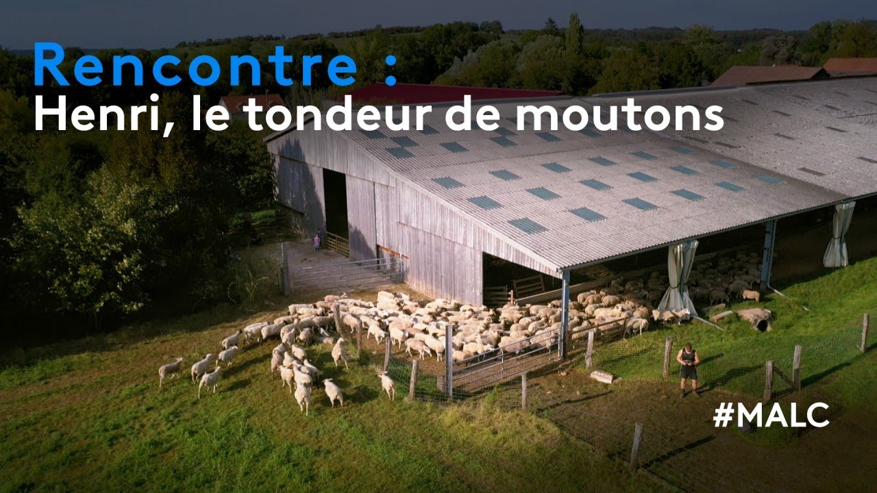 Rencontre : Henri, le tondeur de moutons