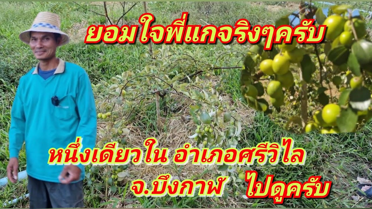 #ล้มต้นยางพารา 6 ไร่เพื่อปลูกพุทราสามรส ผลตอบรับ เป็นยังไงไปดูกันเลยครับ ไม่พอขาย!!