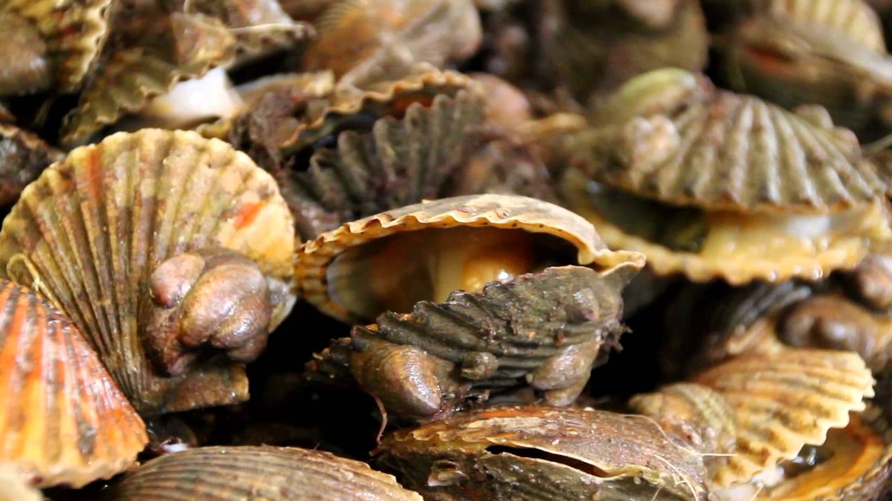 Peconic Bay's Scallop Season is Off to a Rough Start