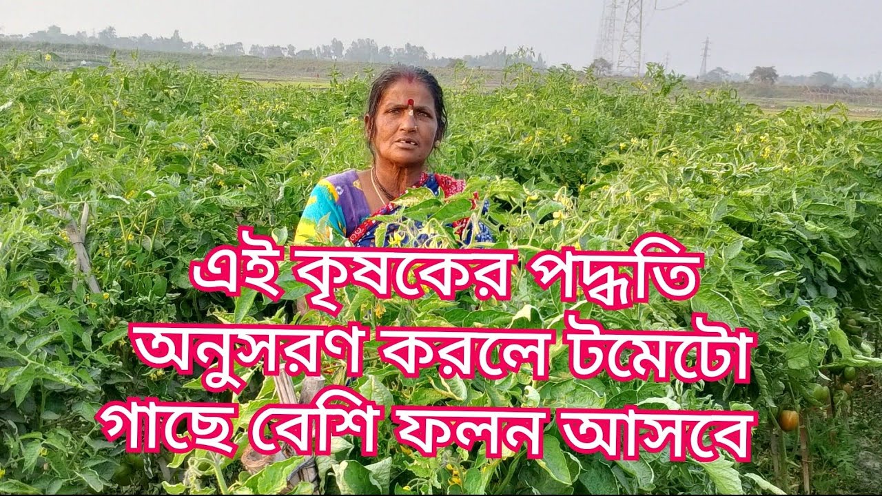 এই কৃষকের পদ্ধতি  অনুসরণ করলে টমেটো গাছে বেশি ফলন আসবে 