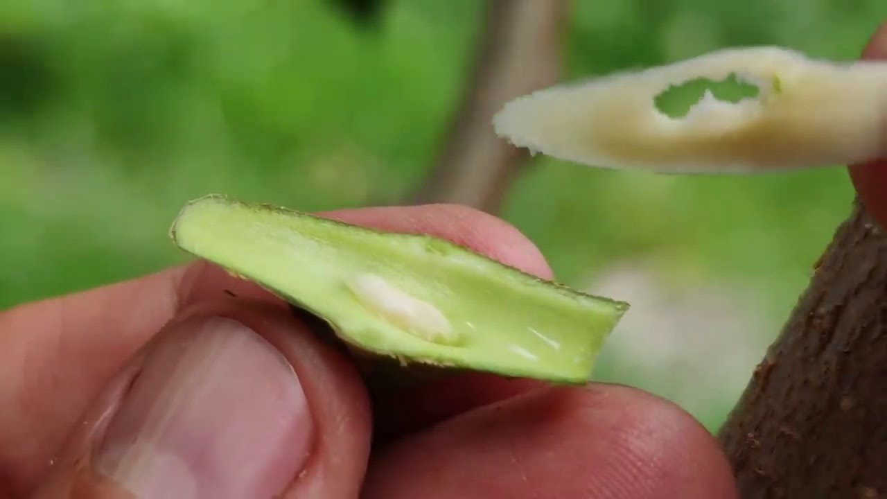 прививка дерева летом / bud grafting