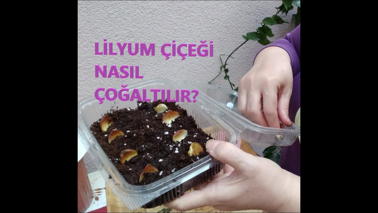 SERA YÖNTEMİ İLE LİLYUM ÜRETİMİ NASIL YAPILIR / YAVRU SOĞANLARDAN LİLYUM ÜRETMEK VE ÇOĞALTMAK