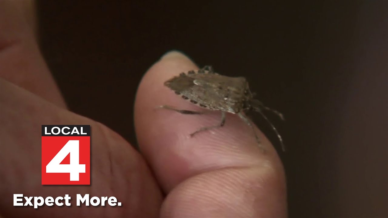 Michigan stink bug invasion: What to do if you find them