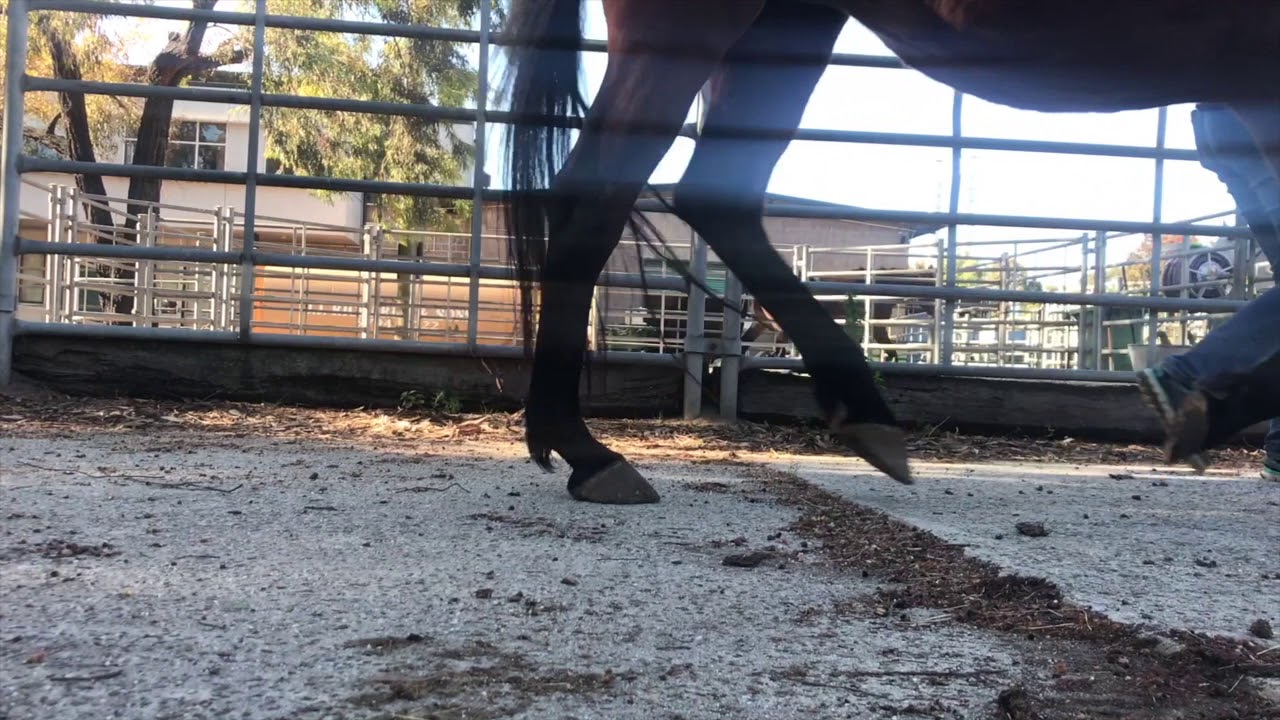 Degenerative Suspensory Ligament Desmitis