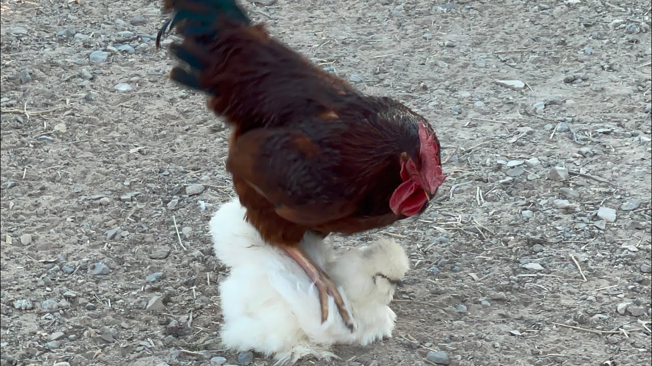 2/18/26 Morning from the Chicken Courtyard