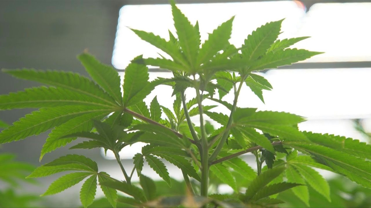 Trump ordena que la marihuana sea reclasificada como una droga menos peligrosa | AFP