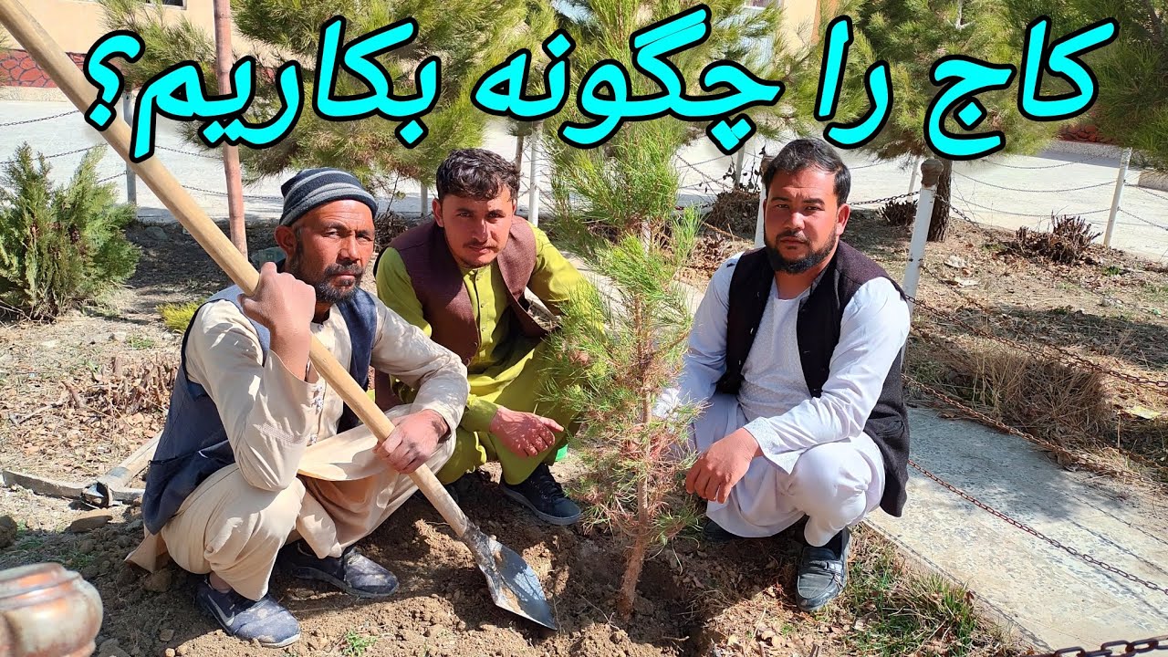 برای سرسبزی و زیبایی محیط یک یک نهال بکاریم.