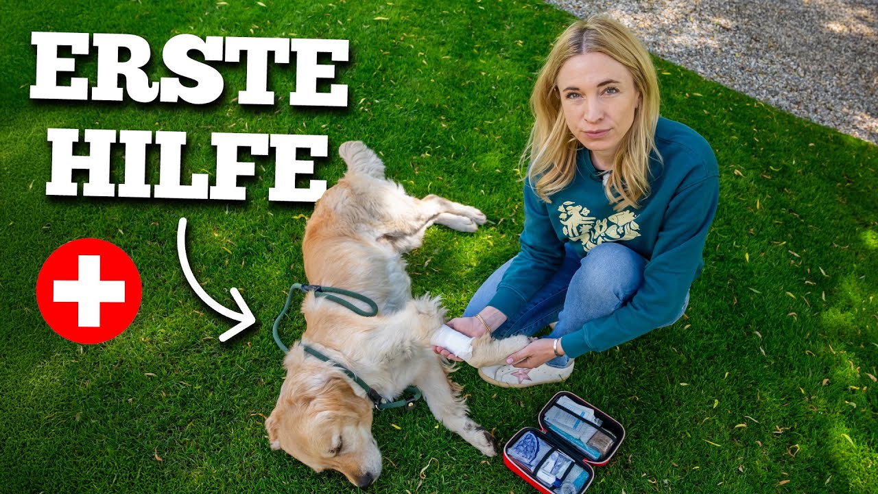 Erste Hilfe beim Hund – So rettest du deinem Vierbeiner das Leben