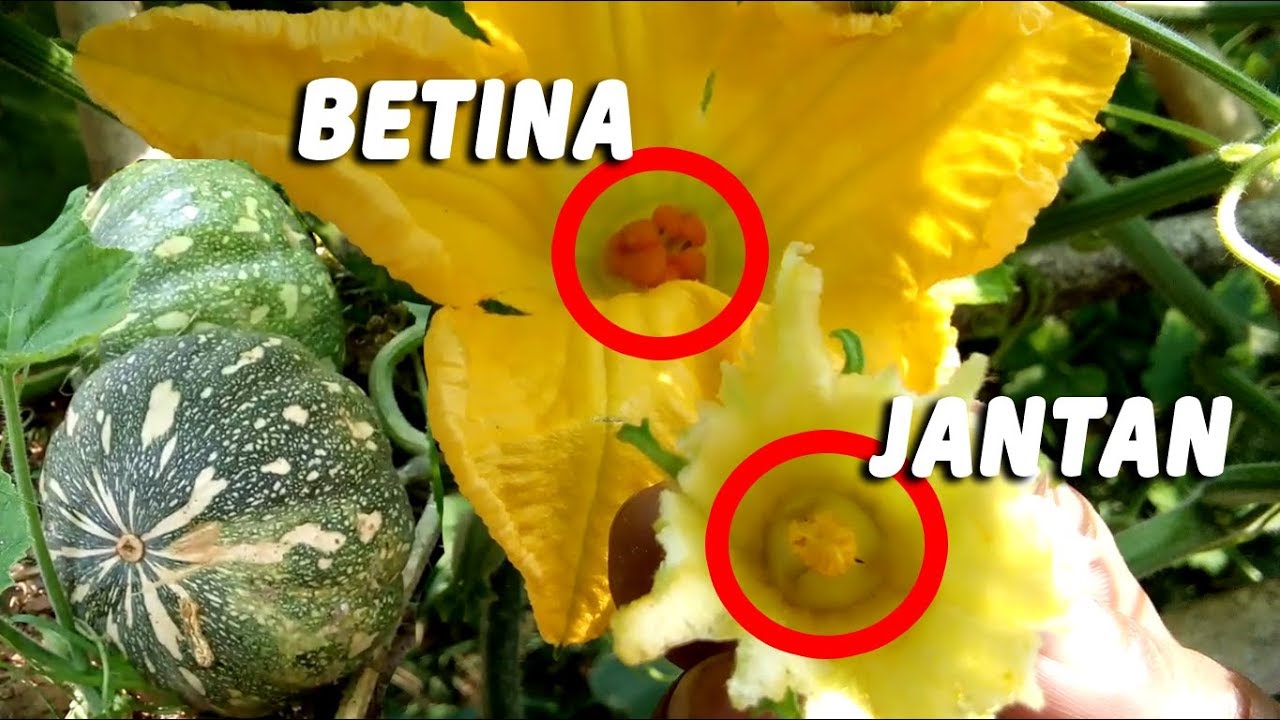 Cara Mengawinkan Bunga Labu Kuning agar berbuah sempurna sampai panen