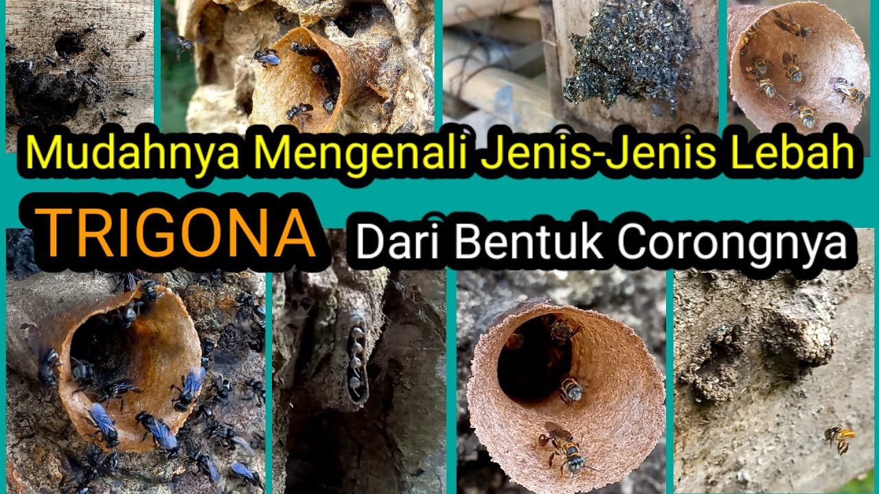 mengenali jenis lebah trigona dari bentuk corongnya . #lebah #trigona #bee