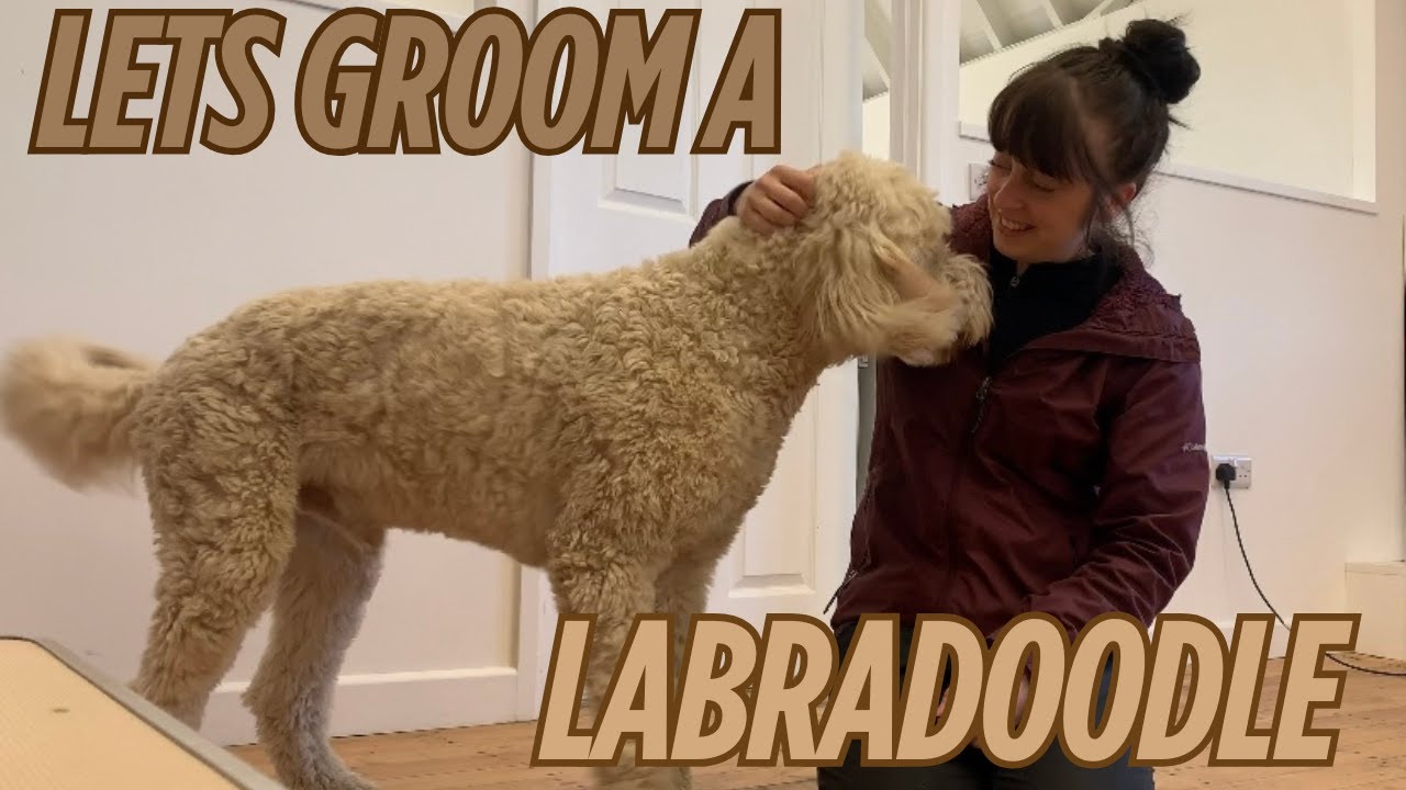 Grooming George the Labradoodle