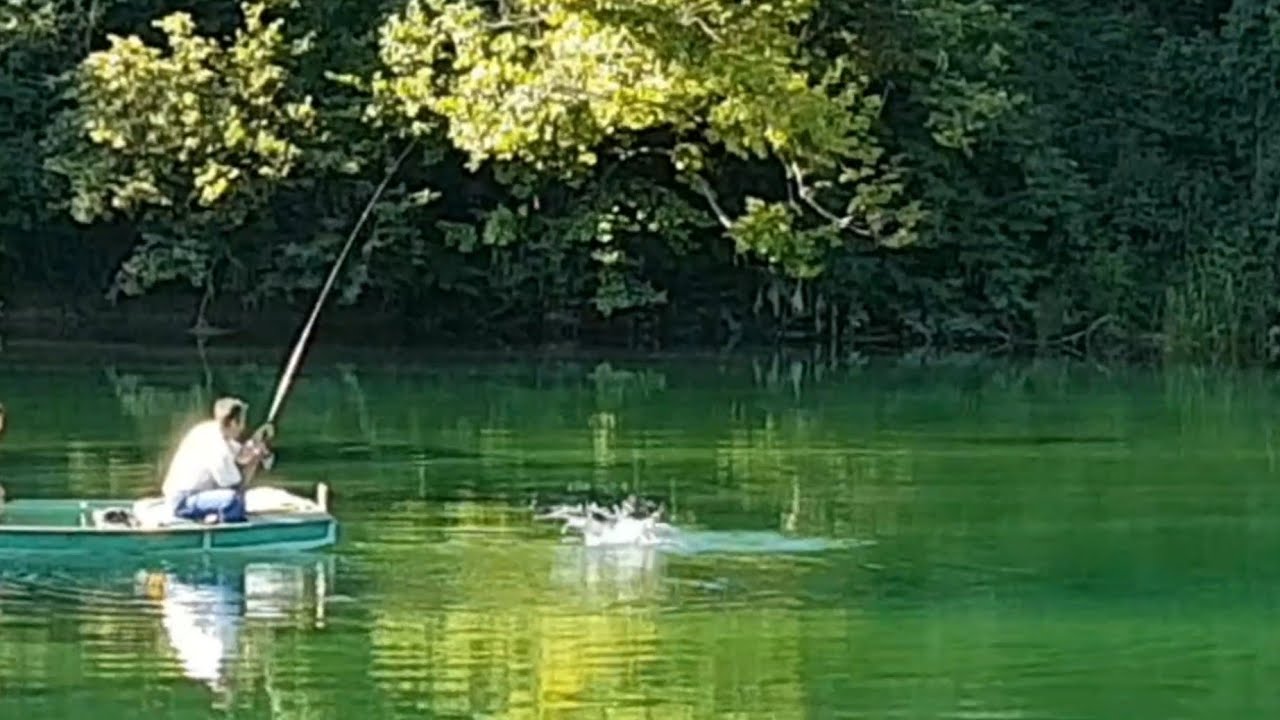 Pecanje na pšenicu.Borba unske plotice.