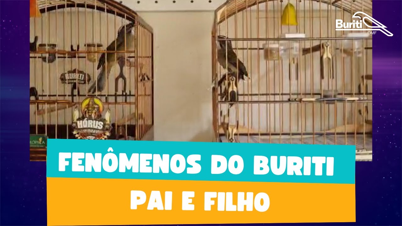 Fenômenos do Buriti Pai e Filho
