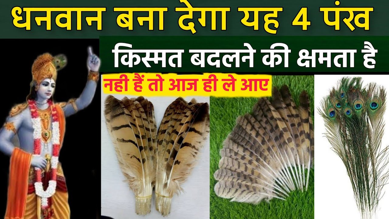 ये 4 में से कोई भी एक पंख मिल जाए तो रातोरात किस्मत चमक जायेगा// prachin gyan