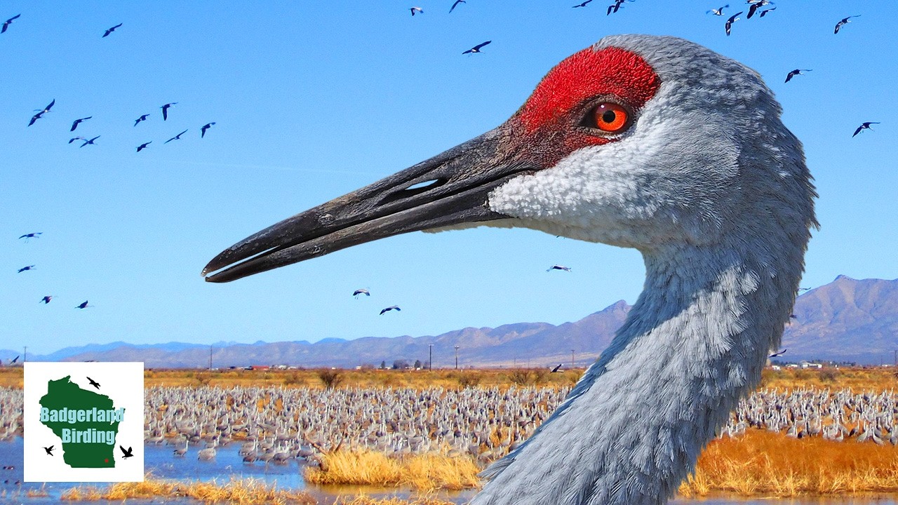 Sandhill Crane: A Prehistoric Bird with an Iconic Call