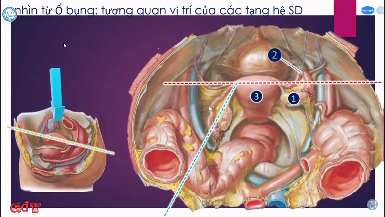 GIẢI PHẪU CƠ QUAN SINH DỤC NỮ | THS. NGUYỄN MINH KỲ | ÔN THI CAO HỌC 2020