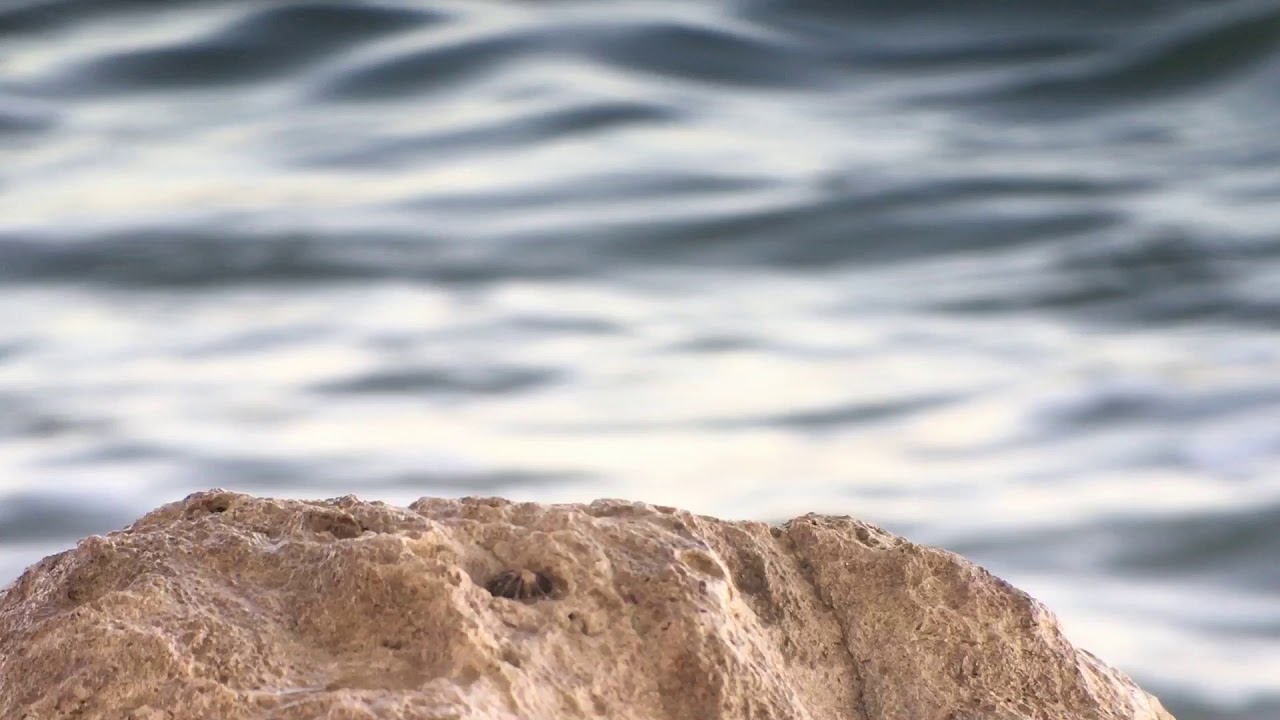 Purple Sandpiper - Sandbanks/North Haven - 17/12/20