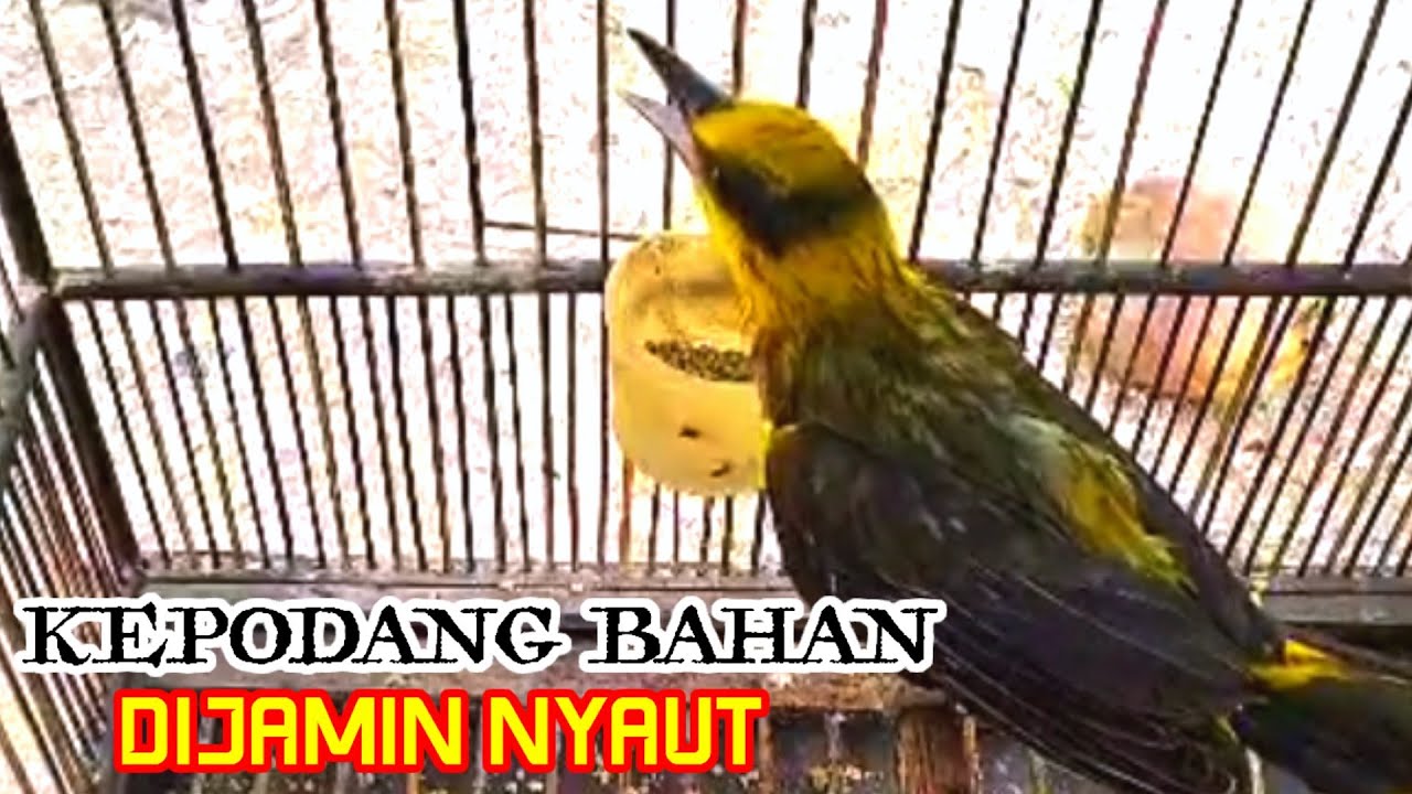 PANCINGAN KEPODANG BAHAN SUPAYA CEPAT BUNYI