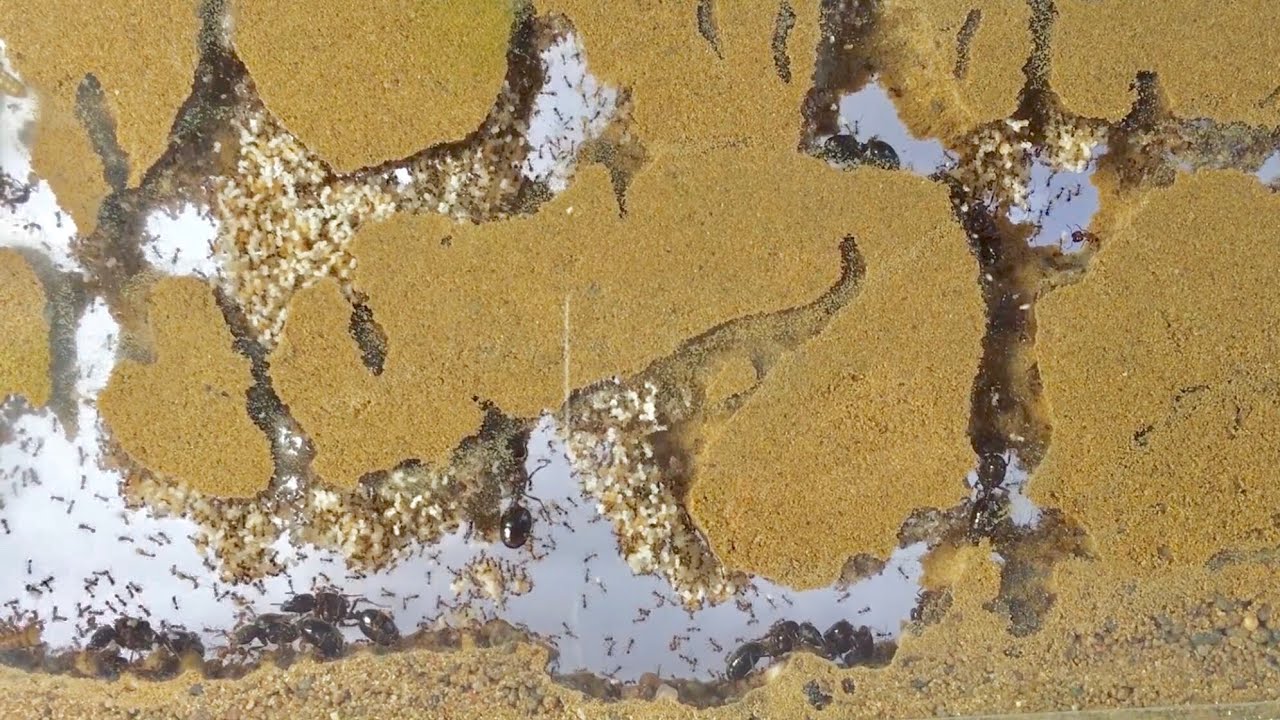 ANTSTORE - kleine Ameisenübersicht der Artenvielfalt.
