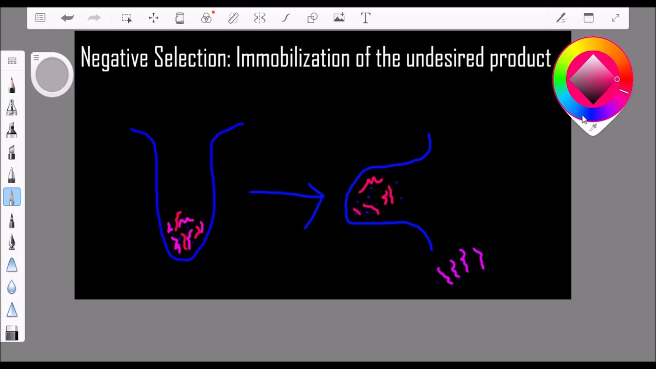 Positive & Negative Selection Video