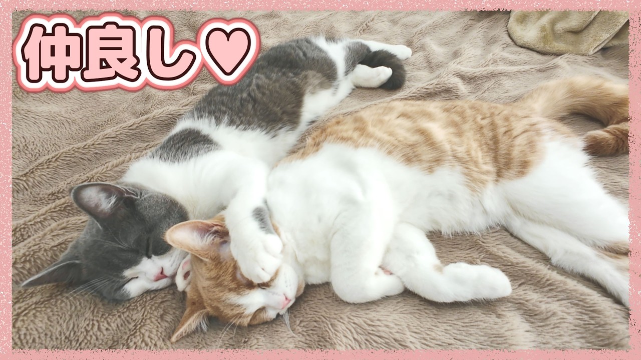 くっついて寝たい猫と受け入れる猫