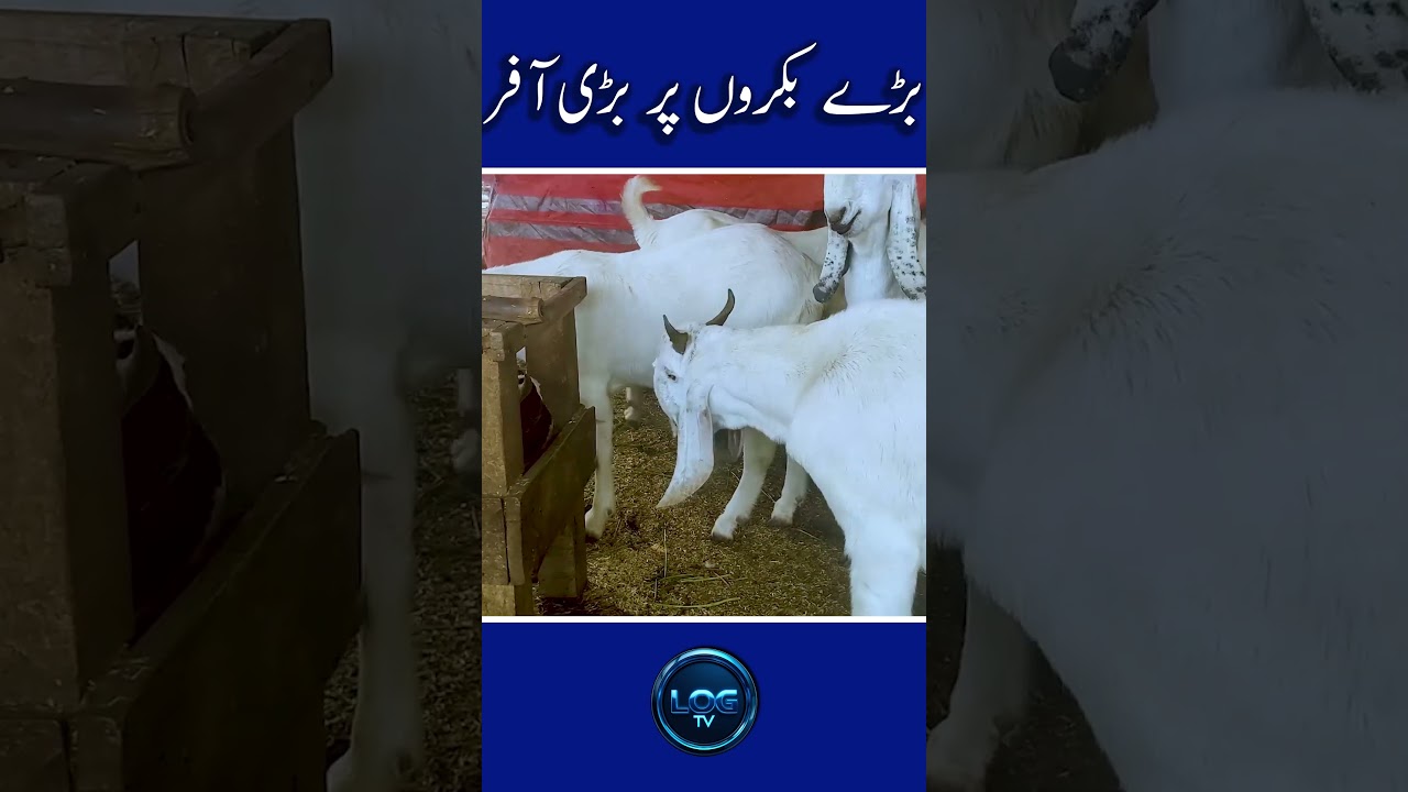 Big offer on big goats |#bakramandi |#mandi |#janwar |#rates |#cheap |#market |#mutton |#butcher