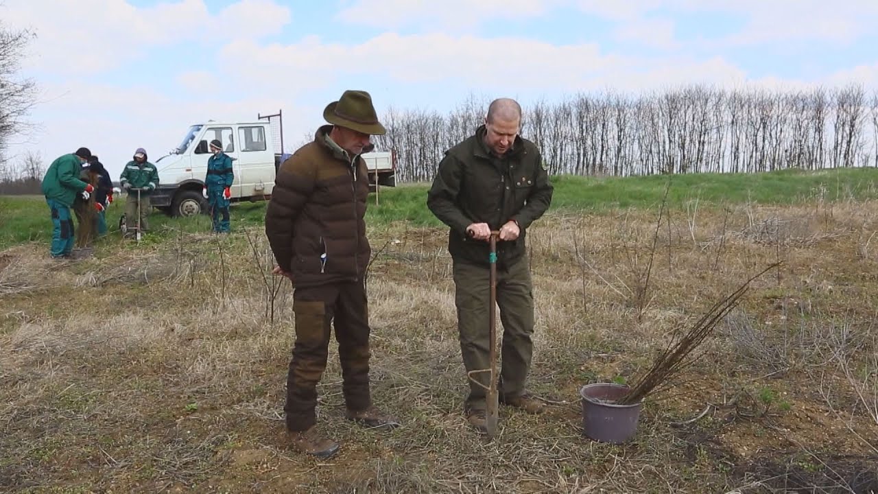 M5 TV – Facsemete-ültetés Pusztavám határában – 2022/09. adás – 2022.02.26.