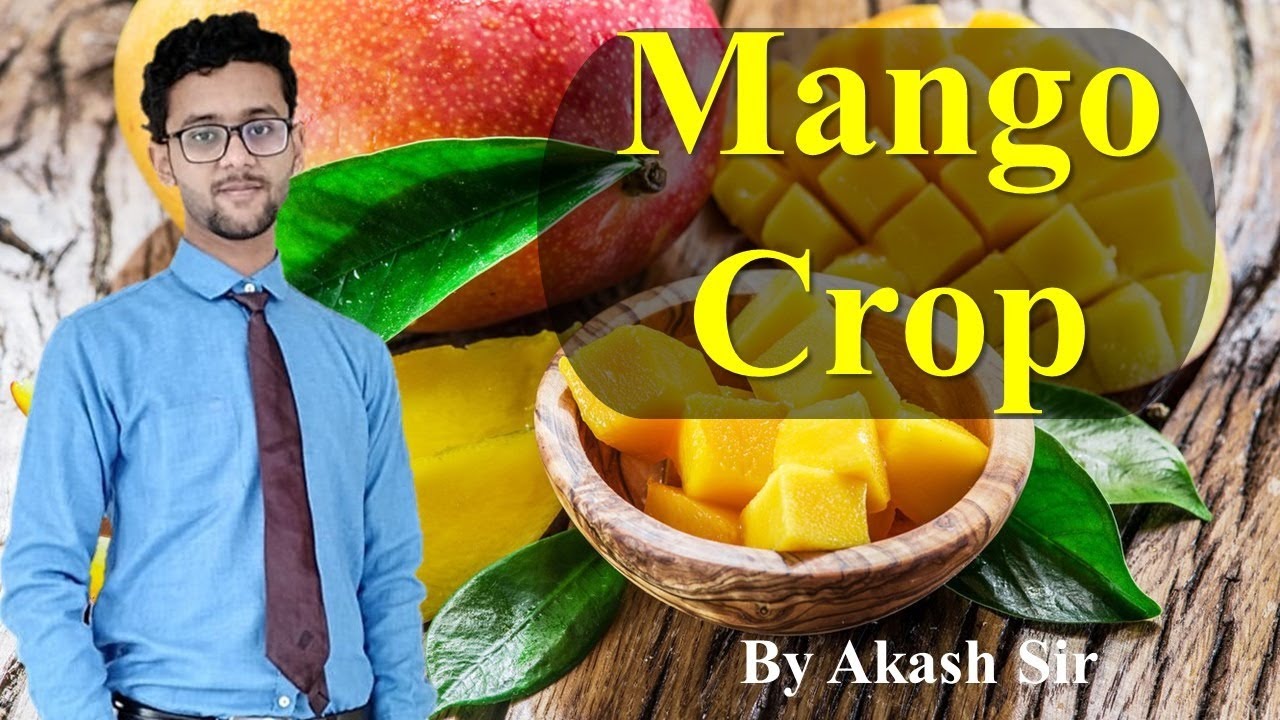 Mango Crop || आम की खेती ||