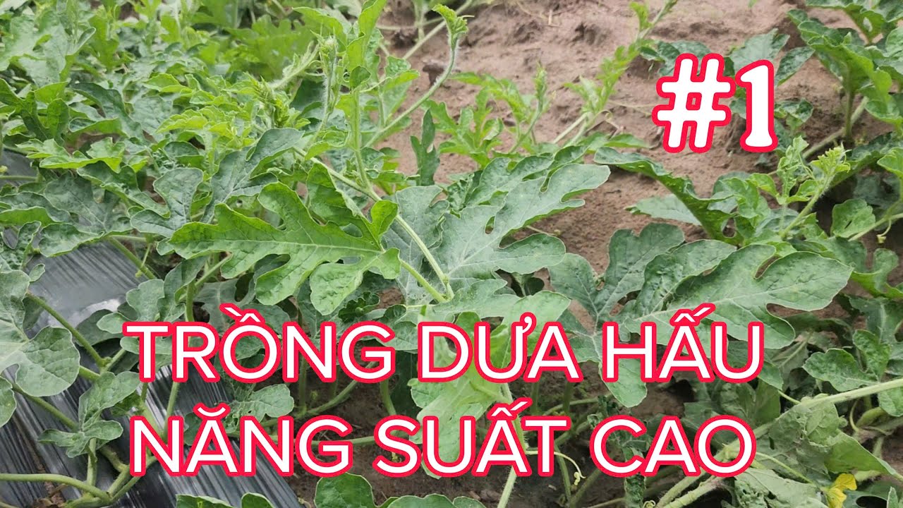 TRỒNG DƯA HẤU PHẦN 1 | CHÂN QUÊ TÂY NINH