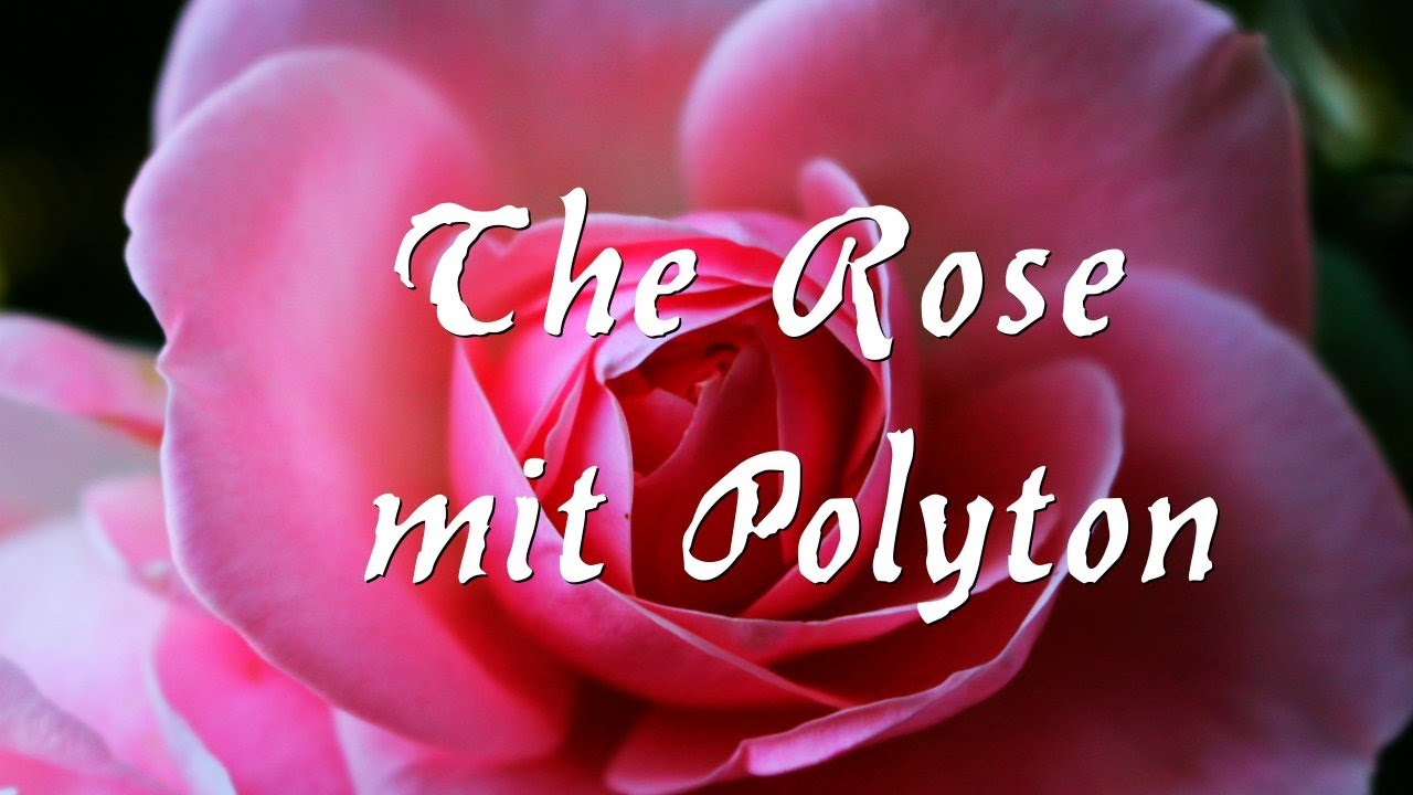 The Rose (Bette Middler) mit POLYTON als Hochzeitsmusik