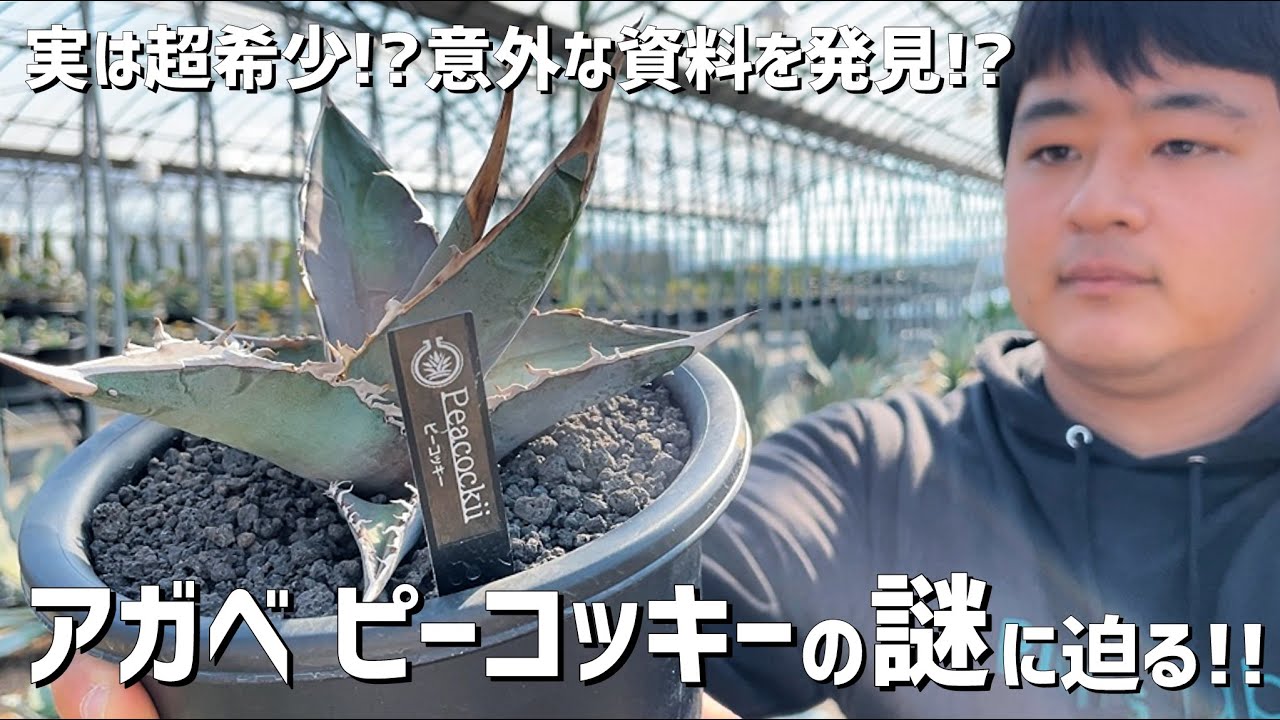 【アガベ】