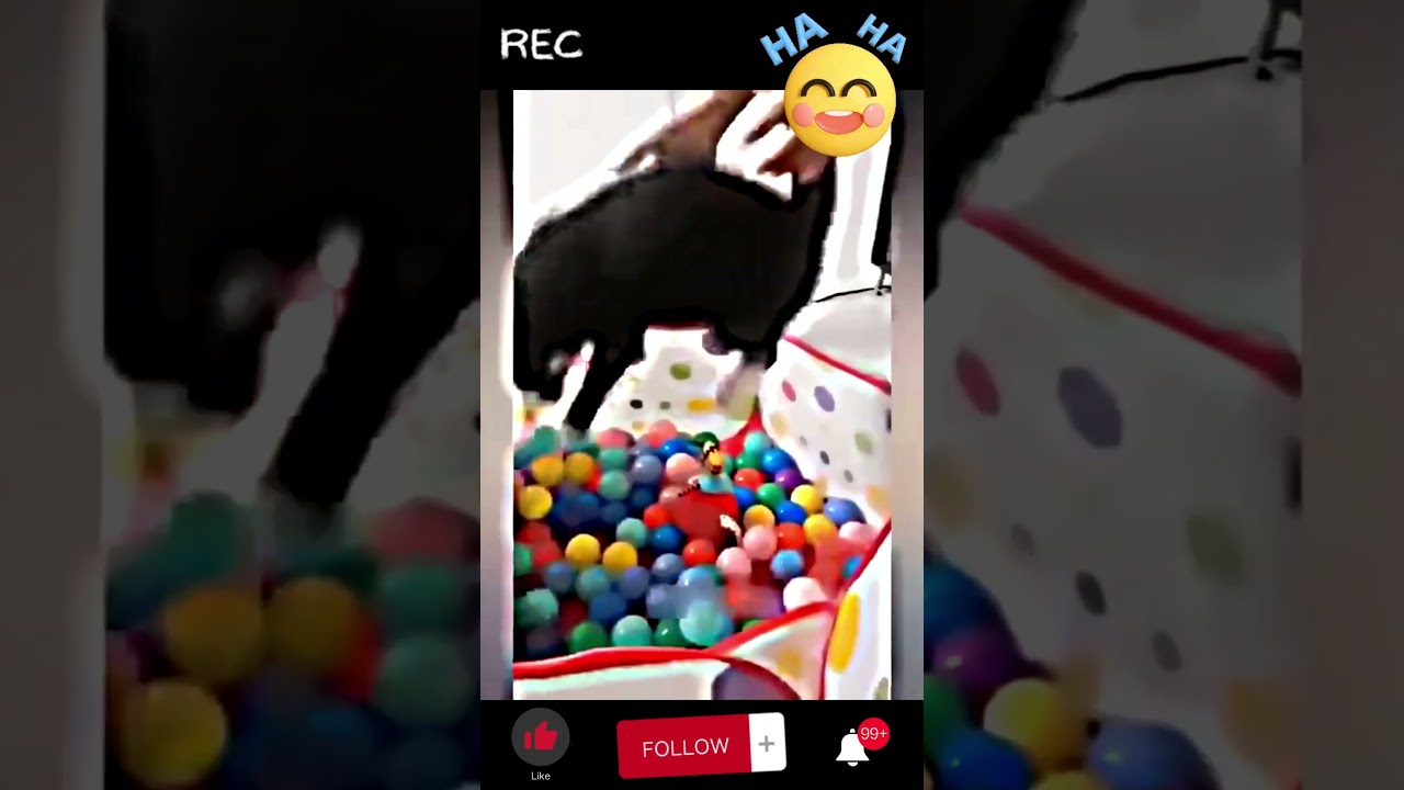 🐾😆 Join the Laughter Brigade with Funny Fur Follies! #shorts