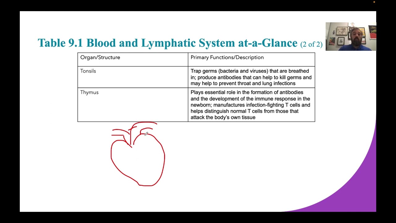 BIOL 1310 Blood and Lymph