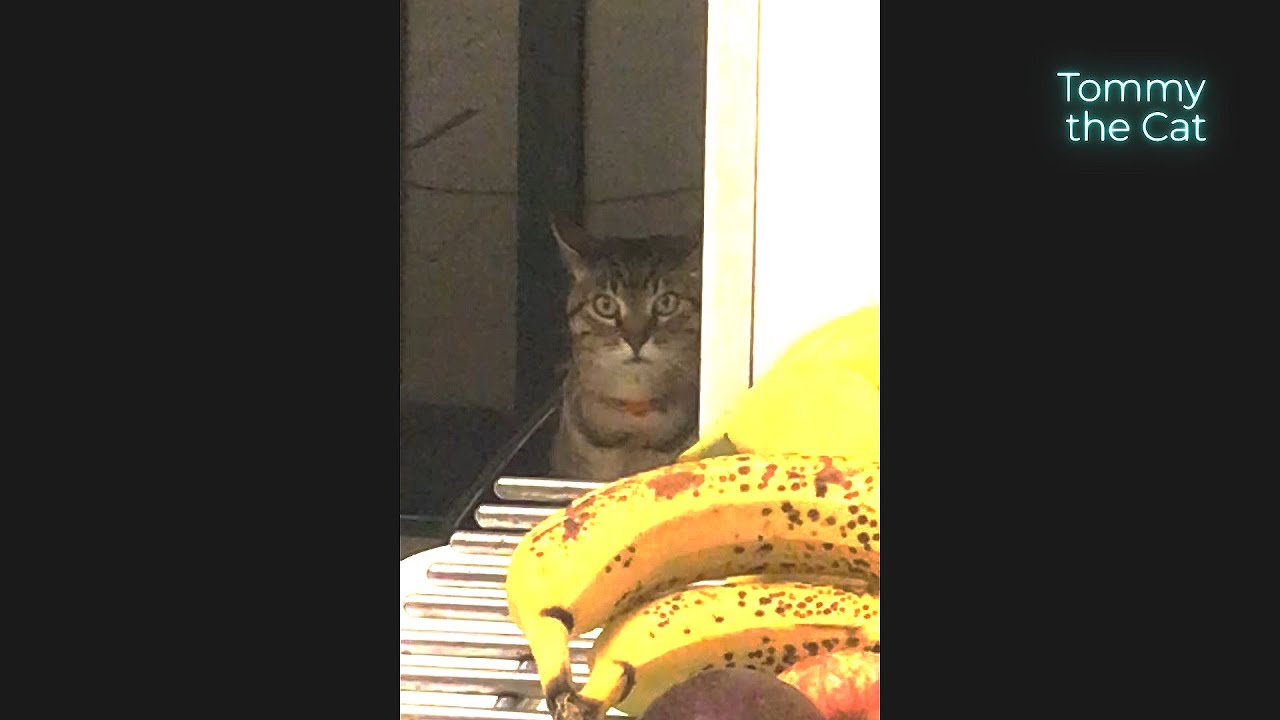 My cat silently stares at me while i eat 🙃