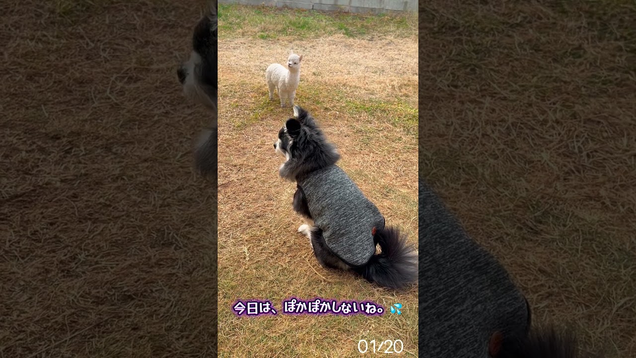 お昼前のお庭散歩。＠チワワのモコ千音 #チワワ #お散歩 #庭 #犬のいる生活 #癒し