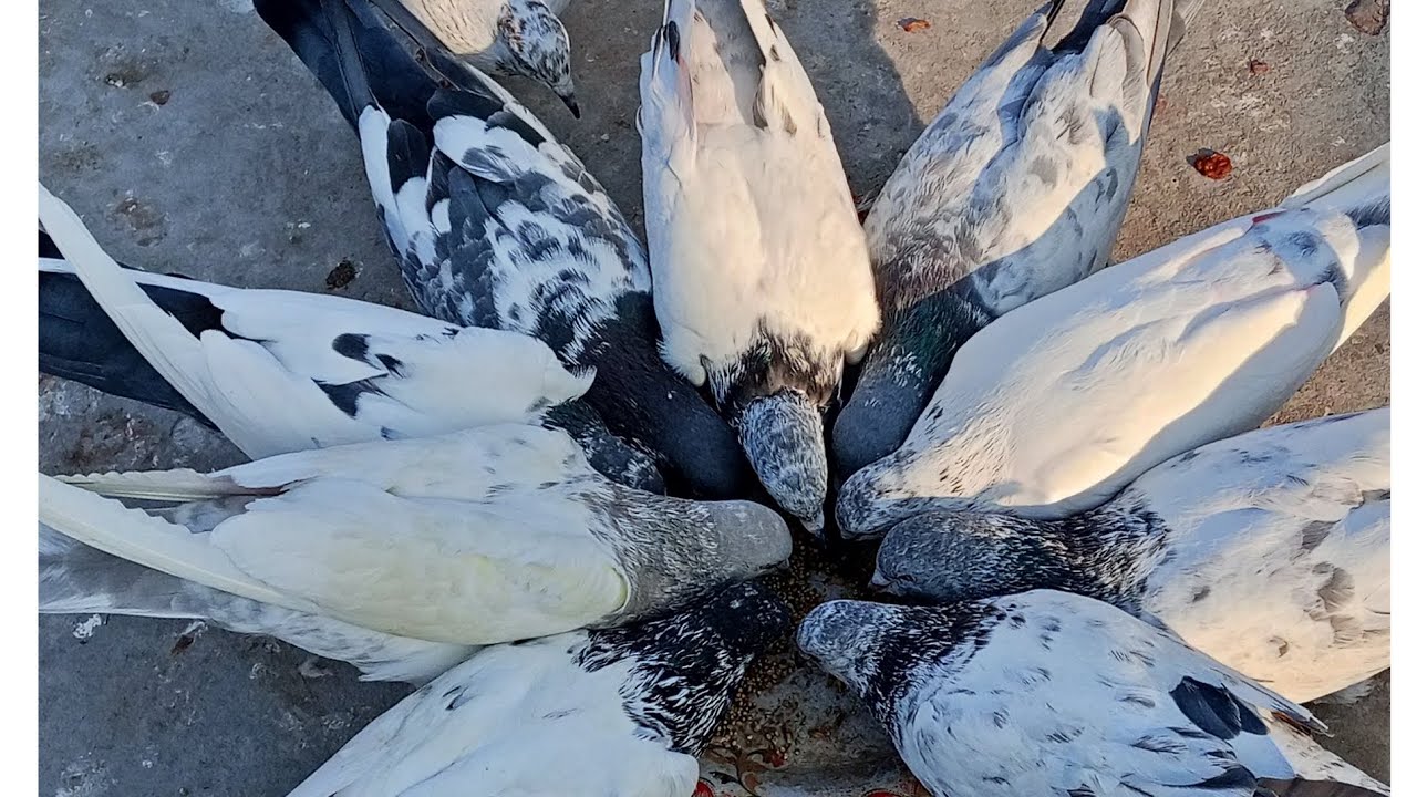 Aaj Phir Dono KabutrOon Ko Udaya Lekin Dono pigeon Nhi Urdhe #kabootar #pigeon #like #fyp #foryou 