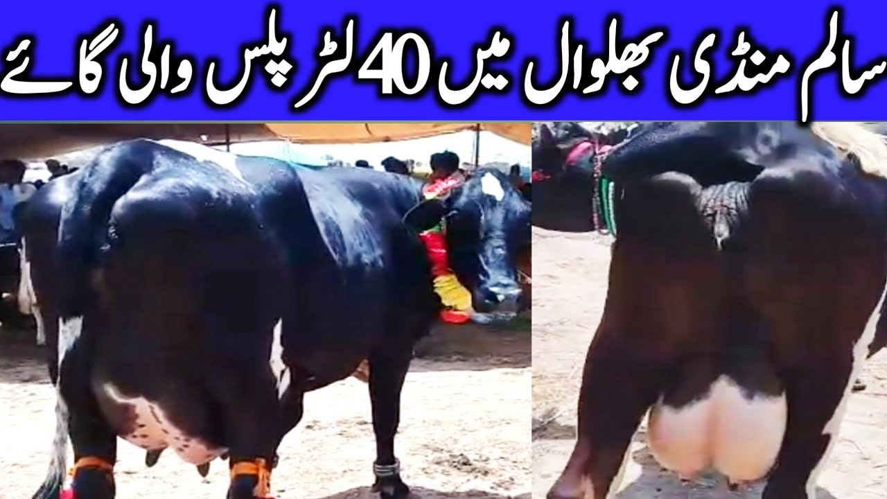 Beautiful 40 Litre Plus Holstein Friesian Cow In Salam Cow Mandi Bhalwal || Global Village Farming