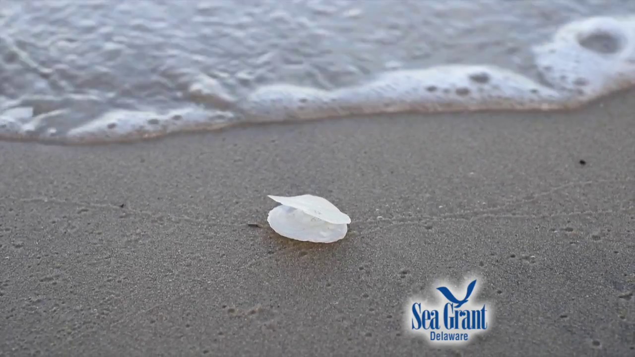 15 Second Science - Jingle shells