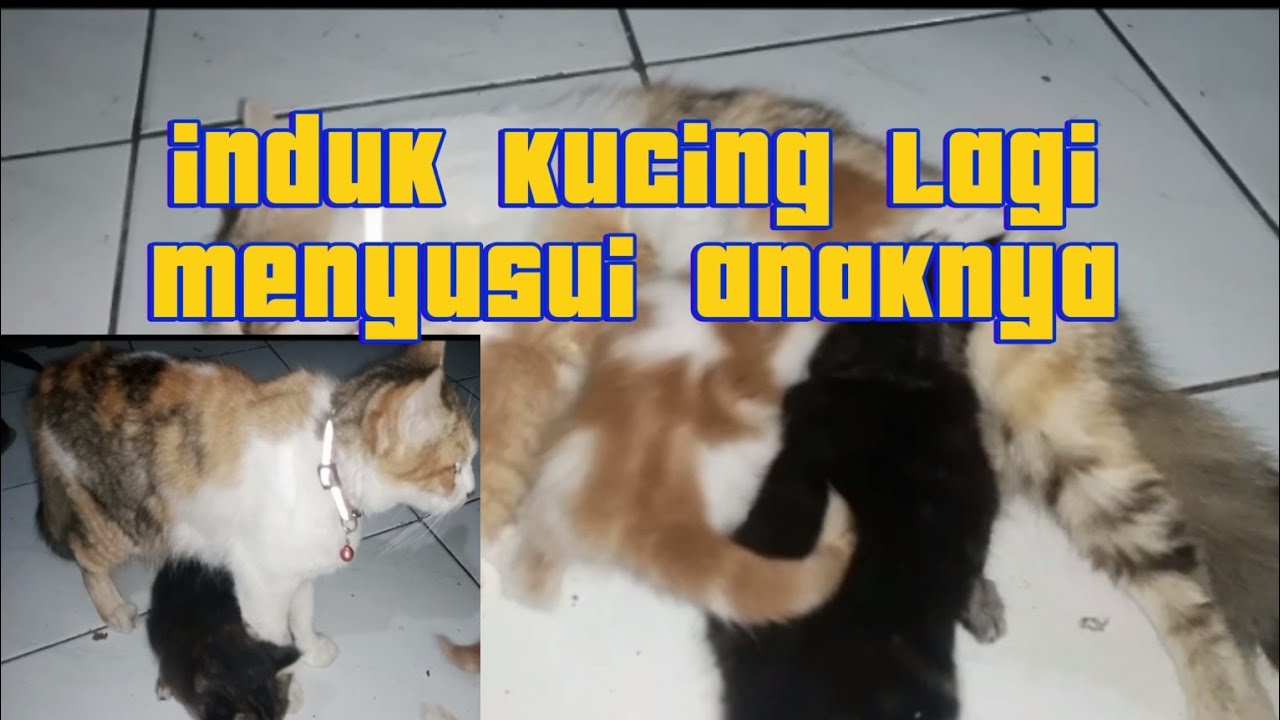 INDUK KUCING LAGI MENYUSUI ANAK ANAKNYA
