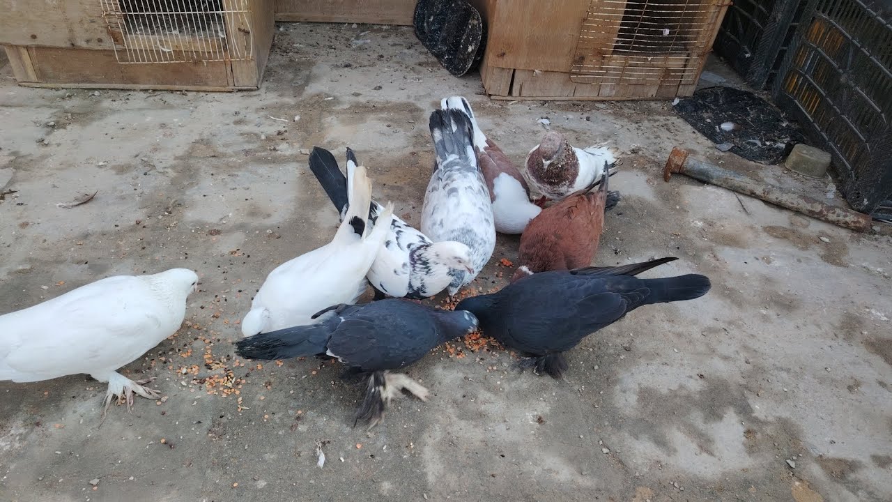 ٢١ ديسمبر، ٢٠٢٥