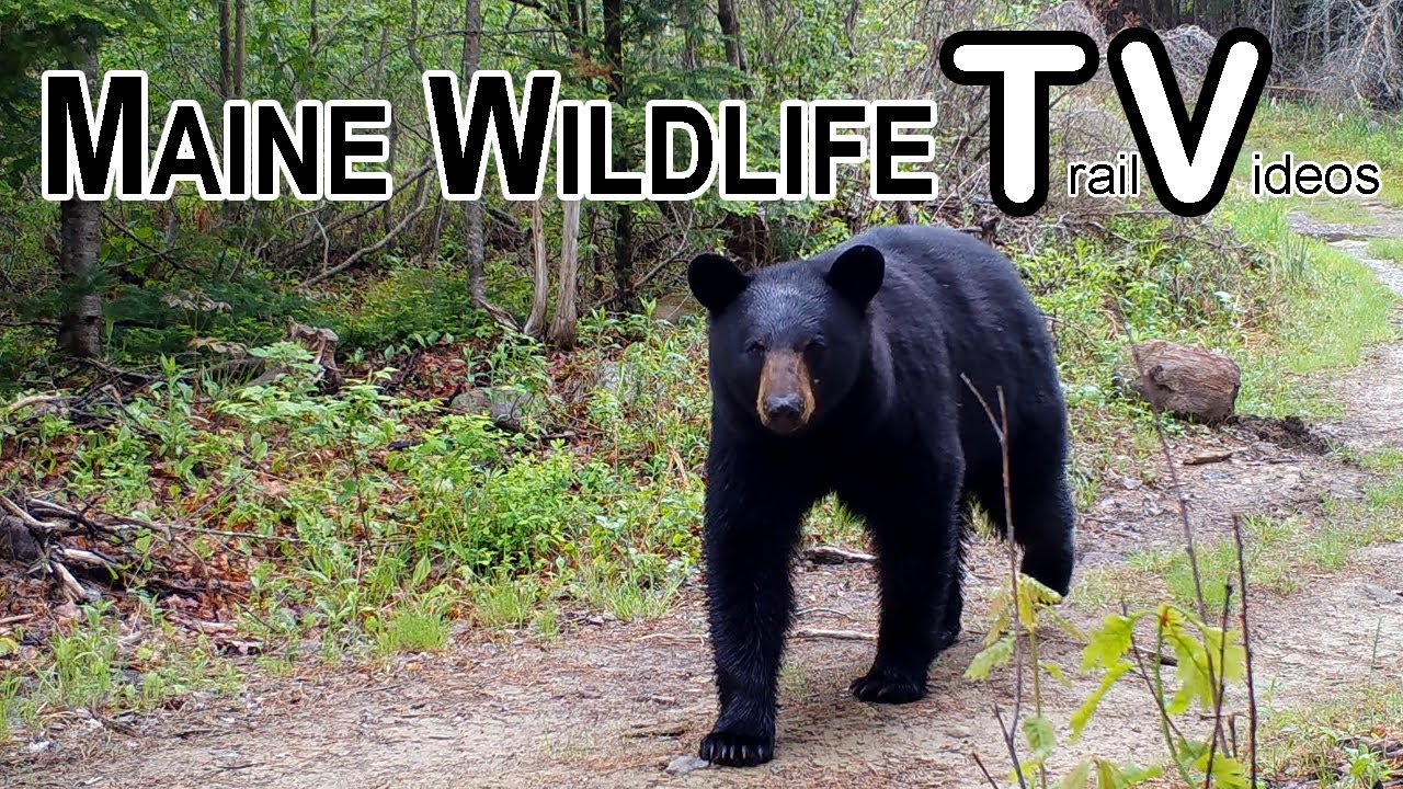 July 2025 - Maine Wildlife Trail Video/Does/Fawns/Otters/Turkeys/Bear