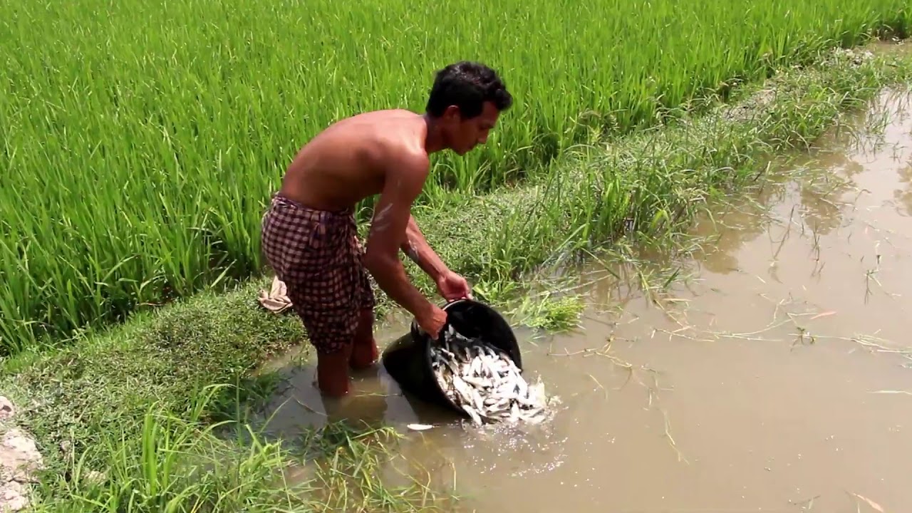 Integrated Growing Rice and Fish Farming together  Rice and Fish Mixed farming in South Asia