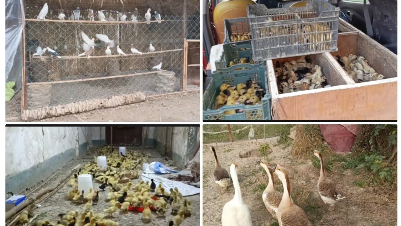 تصوير افراخ البش افراخ دجاج العرب 🦆🐥🇮🇶👍