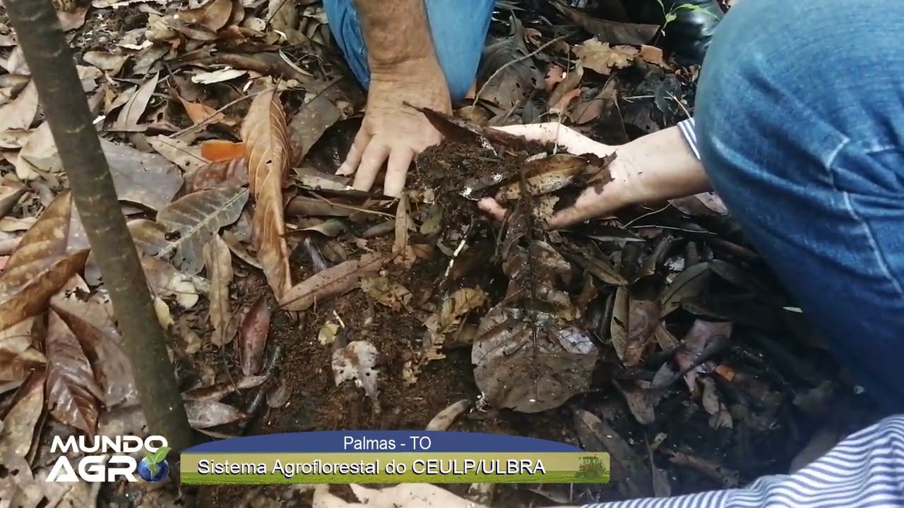 Sistema Agroflorestal do CEULP/ULBRA