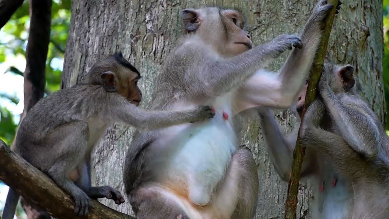 Baby Monkey Shiloh Very Want Milk From Mother Monkey Spring