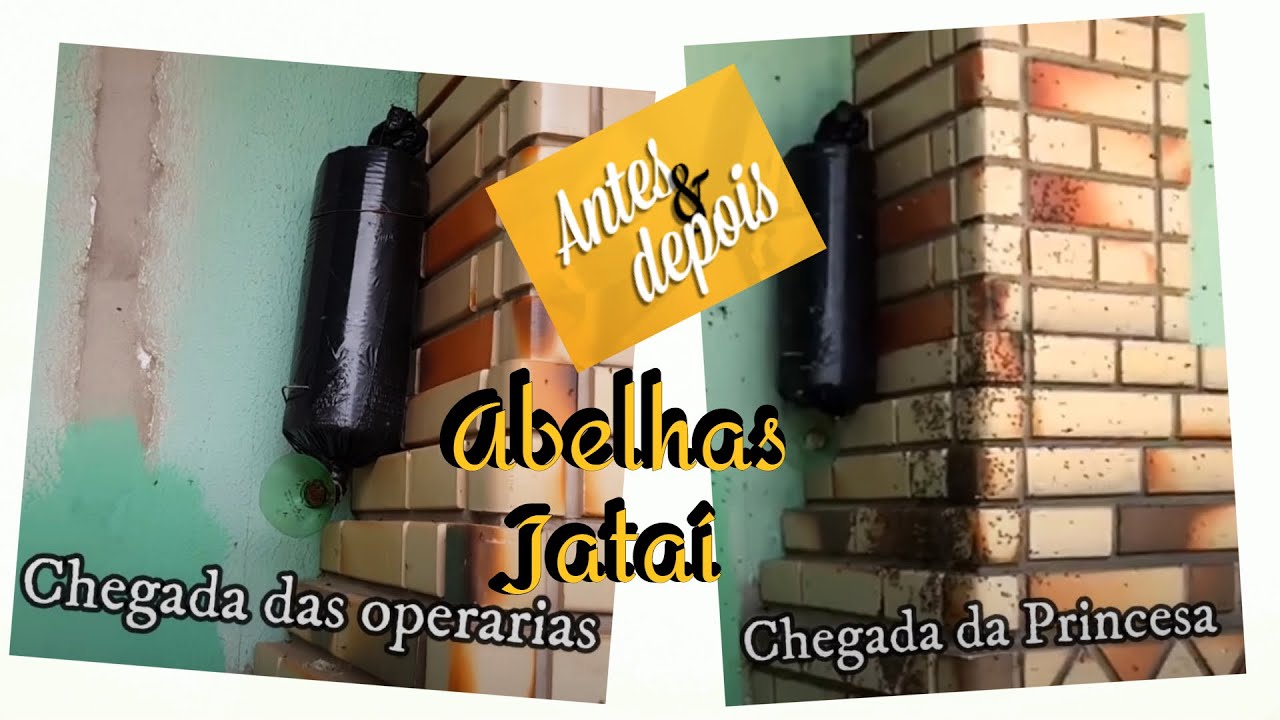 Como CAPTURAR Abelhas na Parede. Pode copiar!