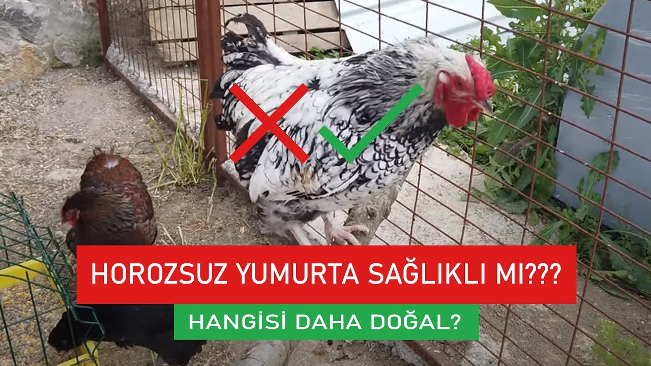 HOROZSUZ YUMURTA SAĞLIKLI MI ? | DOĞAL YUMURTA | GEZEN TAVUK &Ccedil;İFTLİĞİ | K&Uuml;MES &Ccedil;EŞİTLERİ | #tavuk