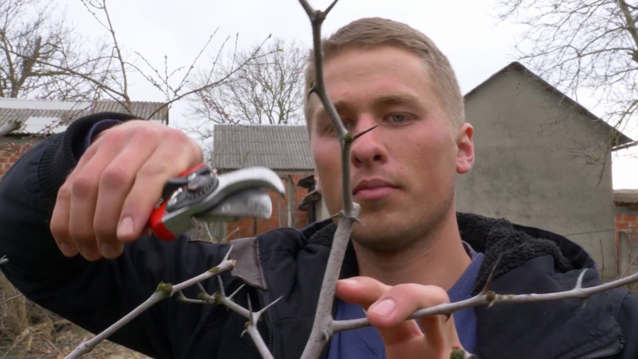 Rezidba žižule - ubrzavanje rasta | JUJUBE PRUNING | řez jujuby