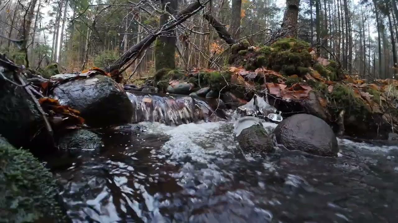 Deep Forest River Sounds 🌿 |  Relaxing Nature Ambience for Sleep, Study & Stress Relief.